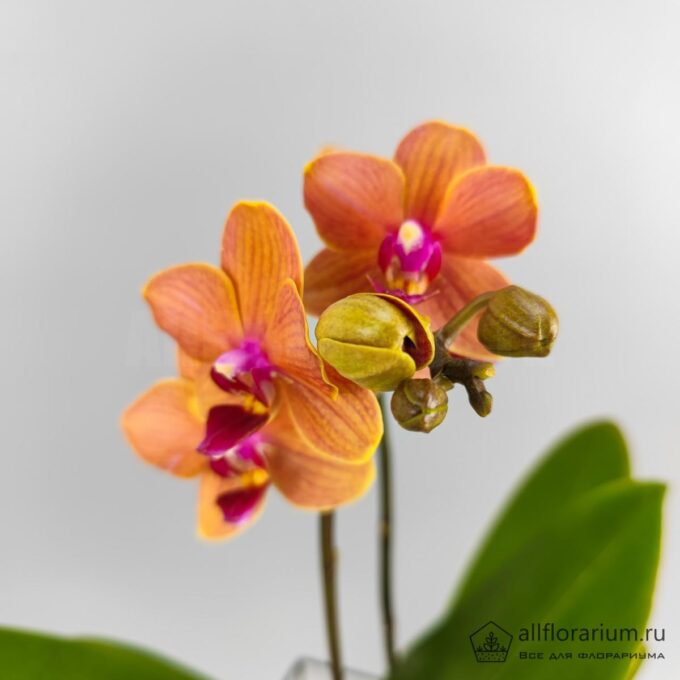 Орхидея Оранж в призме