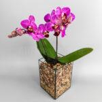 Орхидея Пурпур в призме