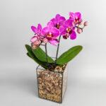 Орхидея Пурпур в призме