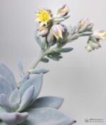 Пахиверия Экзотика - Pachyveria Exotica - Pachyveria ‘Powder Puff’ - Все для флорариума