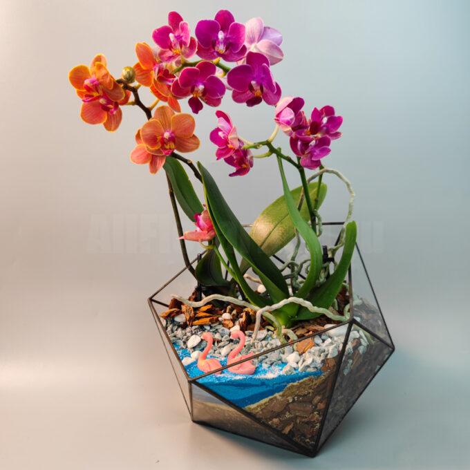 Флорариум с орхидеями Рассвет в джунглях