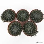 Синокрассула Юннаньская - Sinocrassula Yunnanensis - Все для флорариума