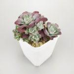 Sedum spathulifolium ‘Purpureum’ – Седум Пурпуреум
