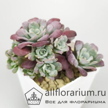 Sedum spathulifolium ‘Purpureum’ – Седум Пурпуреум